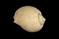 藏品(平凹鶉螺)的圖片